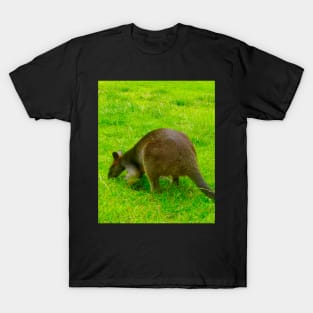 The Wallaby Feeds! T-Shirt